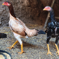 Gallo shamo combattente