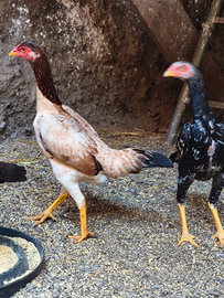 Gallo shamo combattente