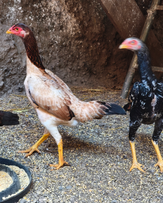 Gallo shamo combattente