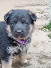 Cuccioli con Pedigree