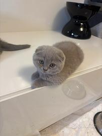 Scottish fold