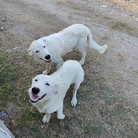 Siamo 2 cuccioli simil maremmano