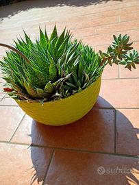 2 Piante grasse