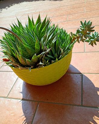 2 Piante grasse