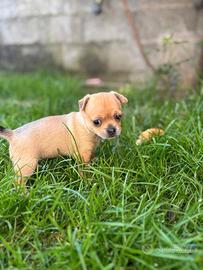 Cucciolo di chihuahua