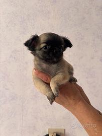 Cuccioli disponibili