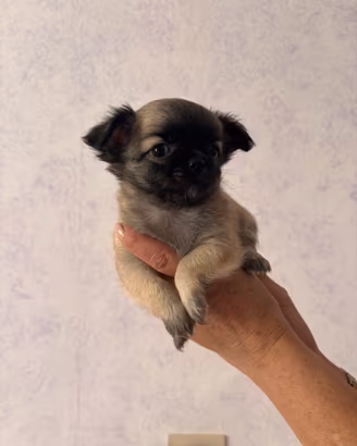 Cuccioli disponibili