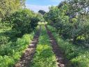 rif-ps102b-terreno-agricolo-acireale