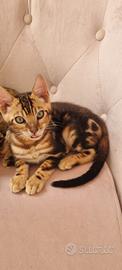 Disponibili cuccioli gatto bengala (MARBLED)