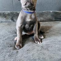 Cucciola di straffordshire blue