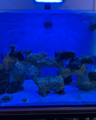 Rocce vive e coralli