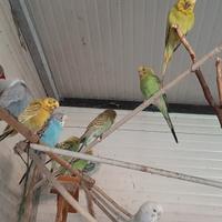 Cocorite e Bengalini