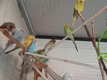 Cocorite e Bengalini