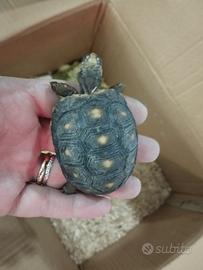 Tartarughe Carbonarie