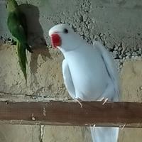 Parrocchetti dal collare