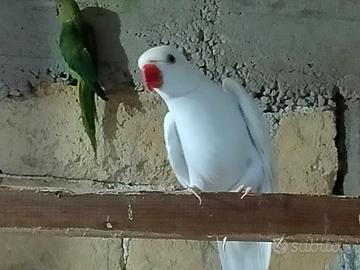 Parrocchetti dal collare