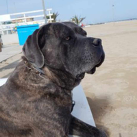 Cane corso