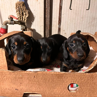 Bassotti nerofocati mi