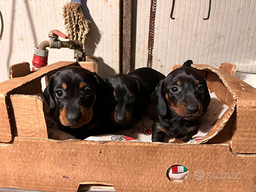 Bassotti nerofocati mi