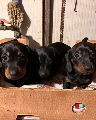 Bassotti nerofocati mi