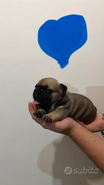 Bulldog francese