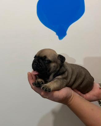 Bulldog francese