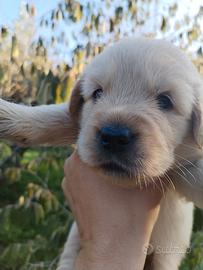 Cuccioli di golden retriever