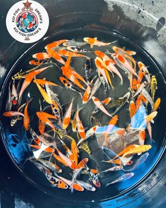 Carpe koi