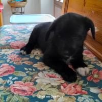 Cucciolli Border collie