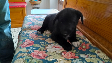 Cucciolli Border collie