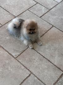 Volpini di Pomerania