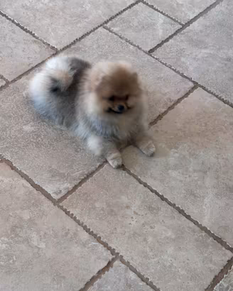 Volpini di Pomerania