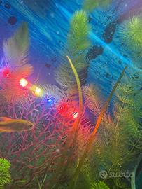 Lotto piantine acquario e lumache