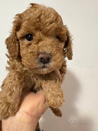 Barboncina toy piccola