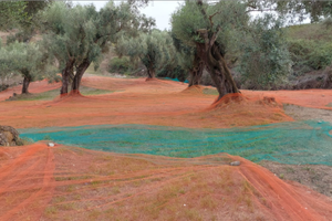 Uliveto di 2,53 Ettari Località Folari, Palmi(RC)