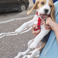 Beagle già vaccinato