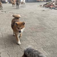 Cucciola di Akita Inu con pedigree