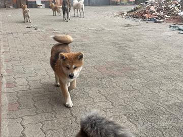 Cucciola di Akita Inu con pedigree