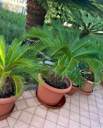 Piante di Cicas  e  pitahaya