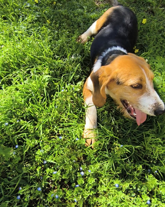 Beagle