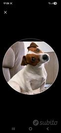 Cane Jack russell terrier