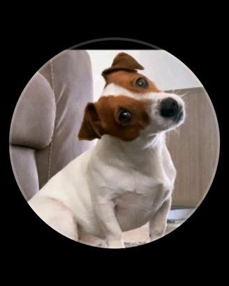 Cane Jack russell terrier
