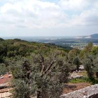 Uliveto con abitazione a Sonnino (LT)