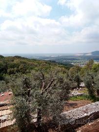 Uliveto con abitazione a Sonnino (LT)