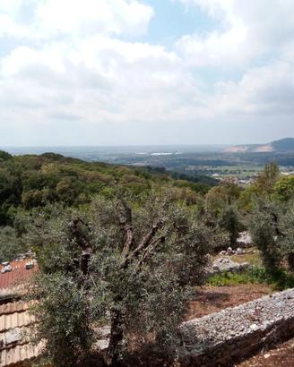 Uliveto con abitazione a Sonnino (LT)
