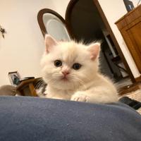 Cuccioli Persiano e British Shorthair disponibili