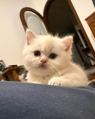 Cuccioli Persiano e British Shorthair disponibili