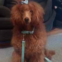 Barboncino con pedigree ENCI da riproduzione