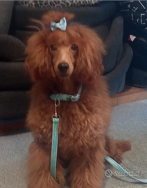 Barboncino con pedigree ENCI da riproduzione