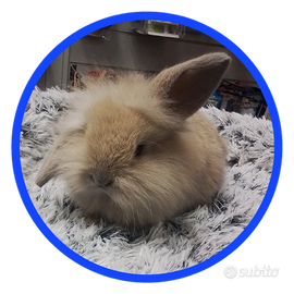 Coniglio ariete nano